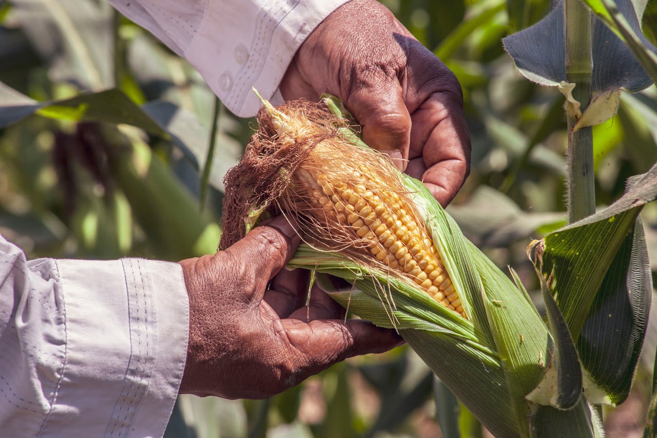 person-holding-a-yellow-corn-3658482 Person Holding A Yellow Ear of Corn
